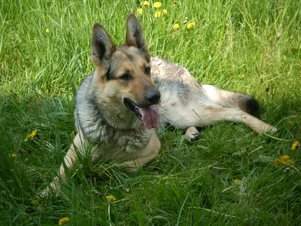 Mladí ľudia pomáhajú psím útulkom benefičnom koncerty