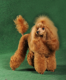 Medzinárodná súťaž v strihaní psov Pragobest 09