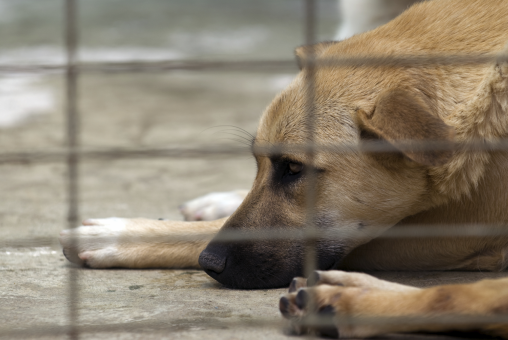 Ľudia začali byť alergickí na staré psy