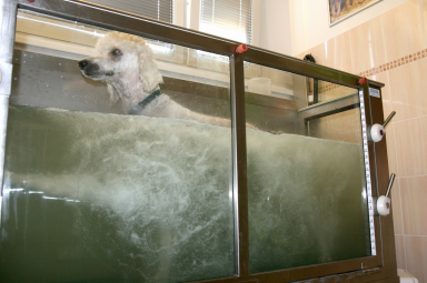 Aquaterapie pre psov