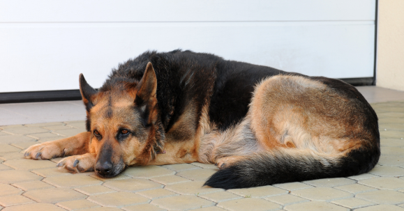 Starostlivosť o staršie psy