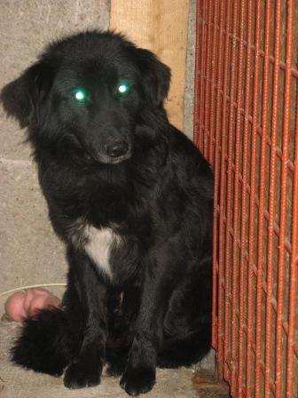 Psíci hľadajú domov