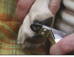 Ošetrenie labiek a pazúrikov