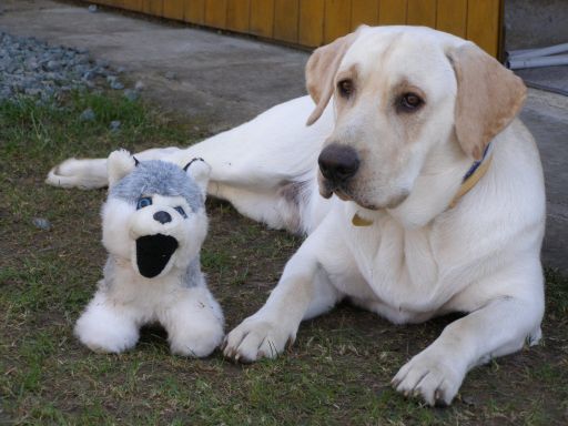 Hračky pre psov - prehľad