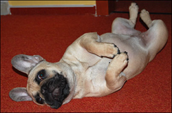 kynologický syndróm