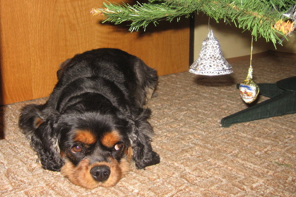 Väčšina domácich maznáčikov tento rok dostane vianočný darček