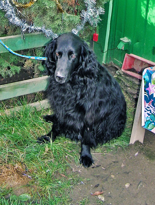 Ľudia pomáhajú opusteným psom virtuálne cestou