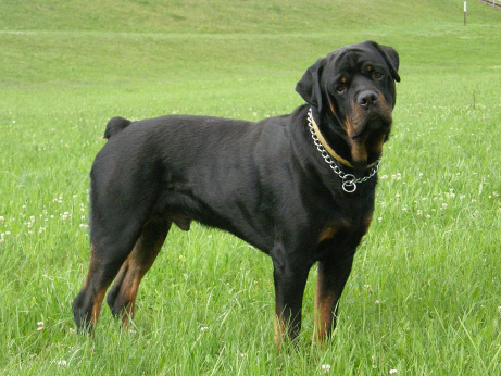 Zaobstarať si fenu alebo psa?