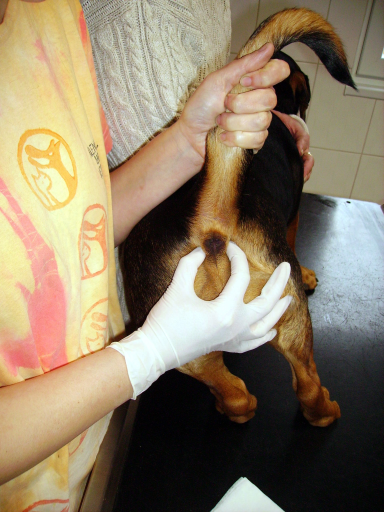 Ošetrenie análnych žliazok