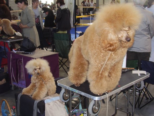 Psy z celého sveta navštívi hlavné mesto