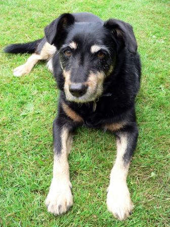 Šteňatá aspoň raz za život?