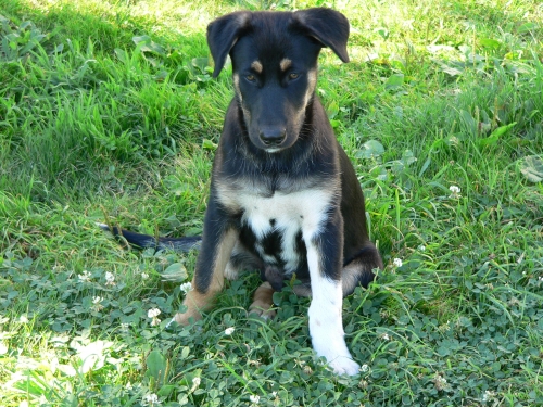 Povery v kŕmenie šteniat