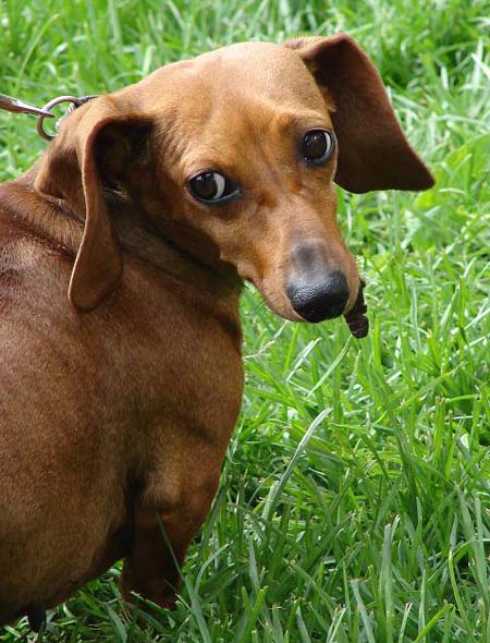 Pozvánka na voříškiádu