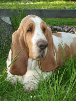 Máte doma psieho žrúta?