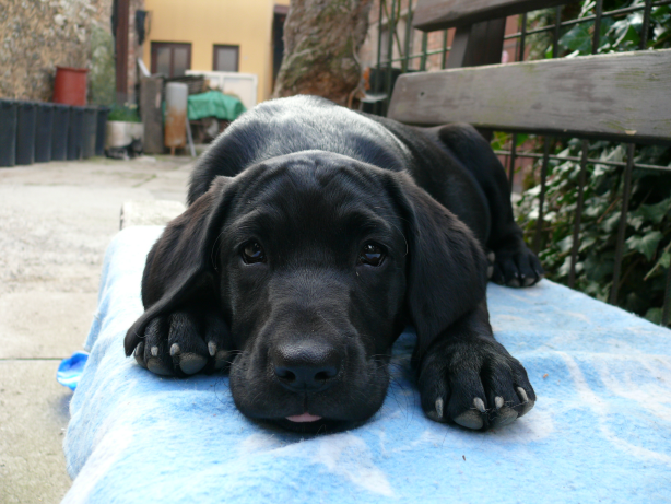 Rozhovor s veterinárkou nielen o výžive