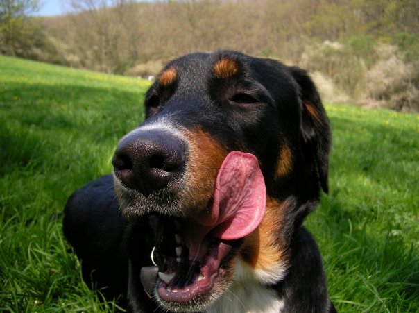 konejšivý signály