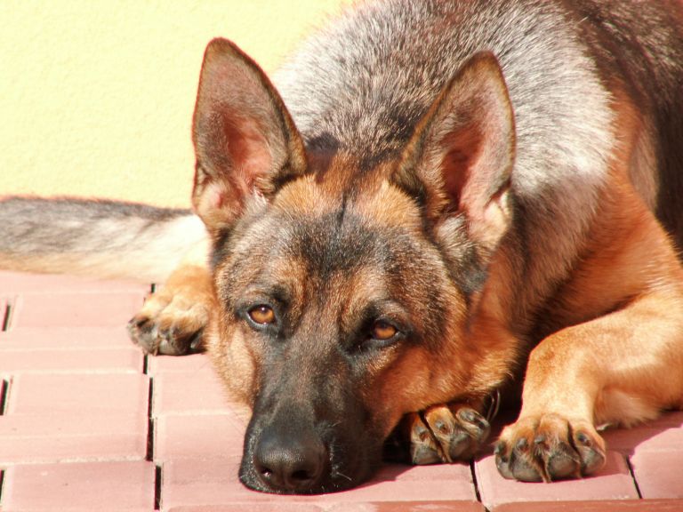 Mýty okolo dominancie