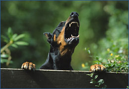 Štekajú, štěkáš, stekajú & # 8230;