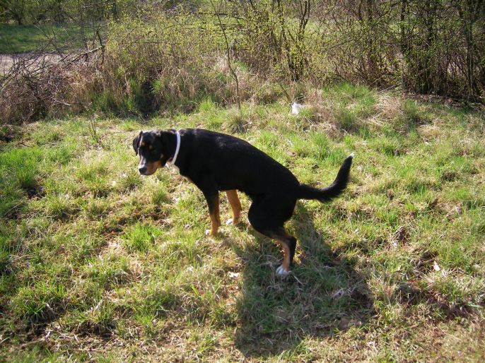 Kŕmenie pri chorobách močových ciest a obličiek