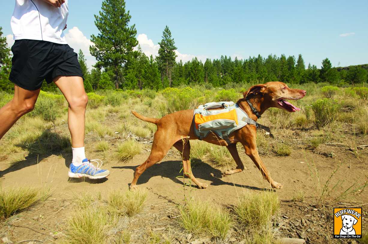 Outdoorové vybavenie pre aktívnych psíkov