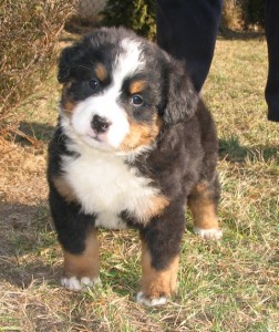 Ktoré šteňa si vybrať?