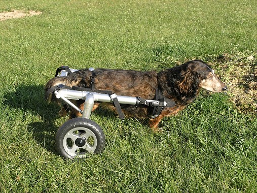 Invalidný vozík pre psov
