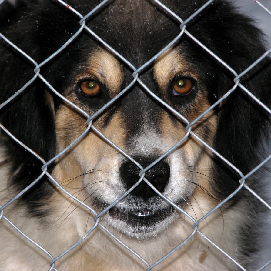 Do útulku nechodí len milovníci psov