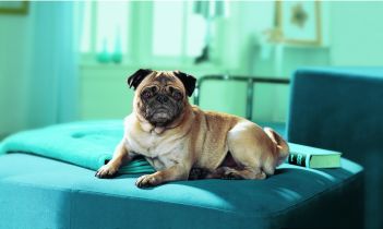 Chráňte psíka pred zimou