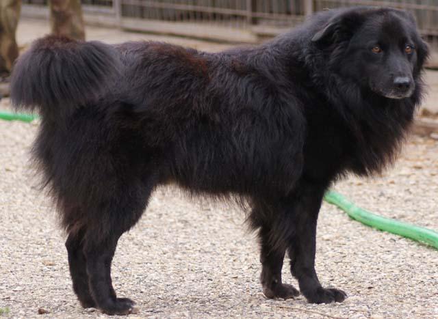 Ponuka psov na adopciu z útulku v Kralupoch nad Vltavou