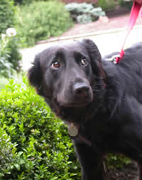 Privolanie psovi zbytočne nezošklivujte