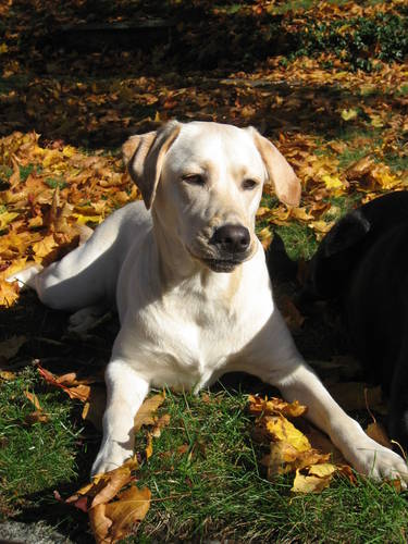 Mykózy môžu potrápiť aj psy