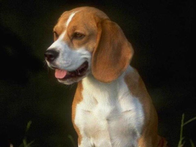 Čo robiť pri otrave psa?