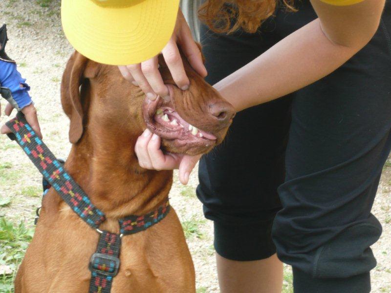 Problémy so zubami trpí 64% českých psov