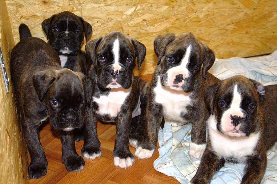 Než si zaobstaráte psa