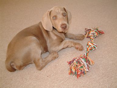 Prvé dni šteňaťa doma