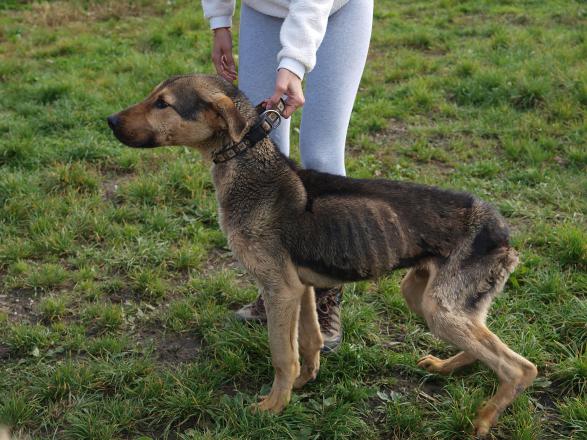 Česi protestujú proti zabíjaniu psov na slovenskom!