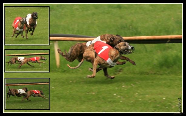 dostihový kalendár