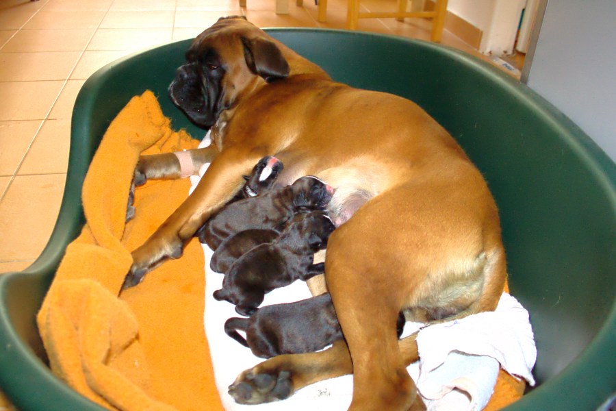 Keď fena rodí & # 8230;