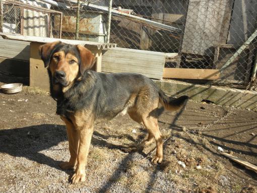 Adoptujte psíka zo Slovenska