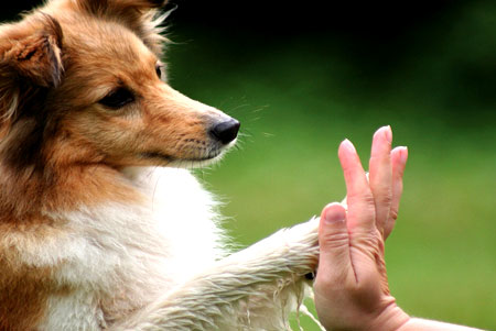 Tri časté povery o výchove psa