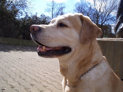 Tri povahové typy psov