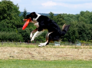dogfrisbee