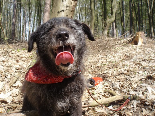 Psíci hľadajú nový domov