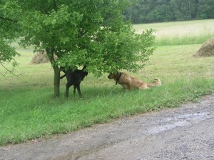 Čo sa psom značkujícím doma?