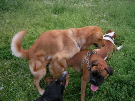 Antikoncepcia pre psov?