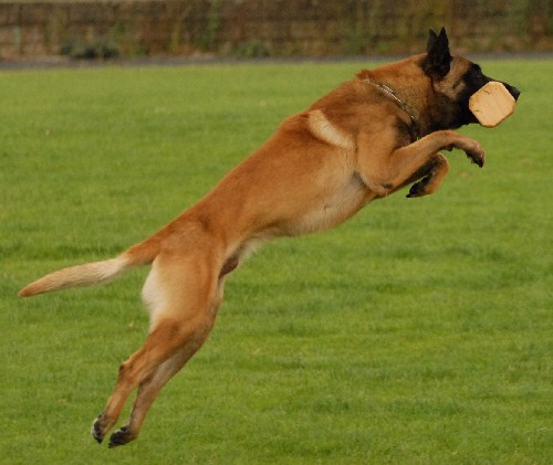 Pozvánka: Medzinárodná šampionát CACIT