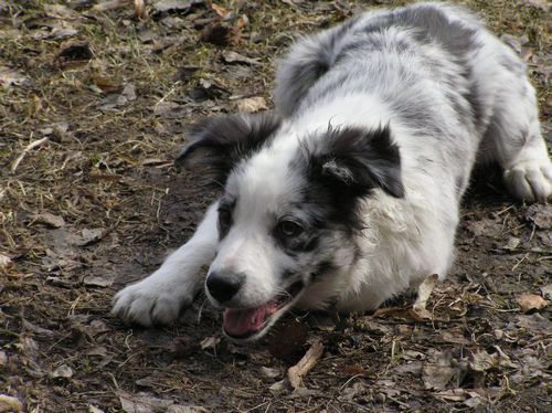 Sučka zavrčala na dieťa