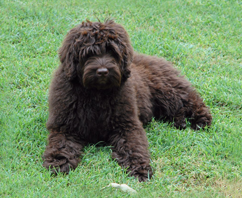 Designer dogs & # 8211; novo vznikajúce plemená