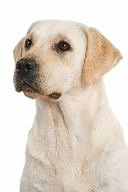 Starostlivosť o psa a mačku v zime