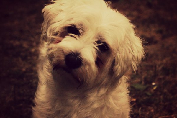 Prečo nakláňa hlavu?